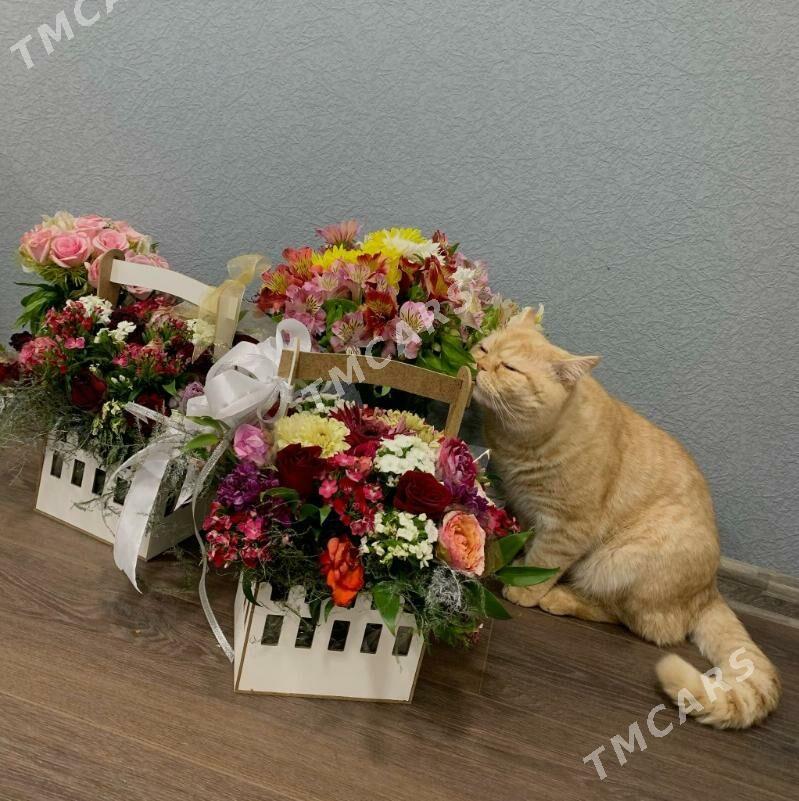 ДЕЛОВЫЕ КОТЫ - Ашхабад - img 8