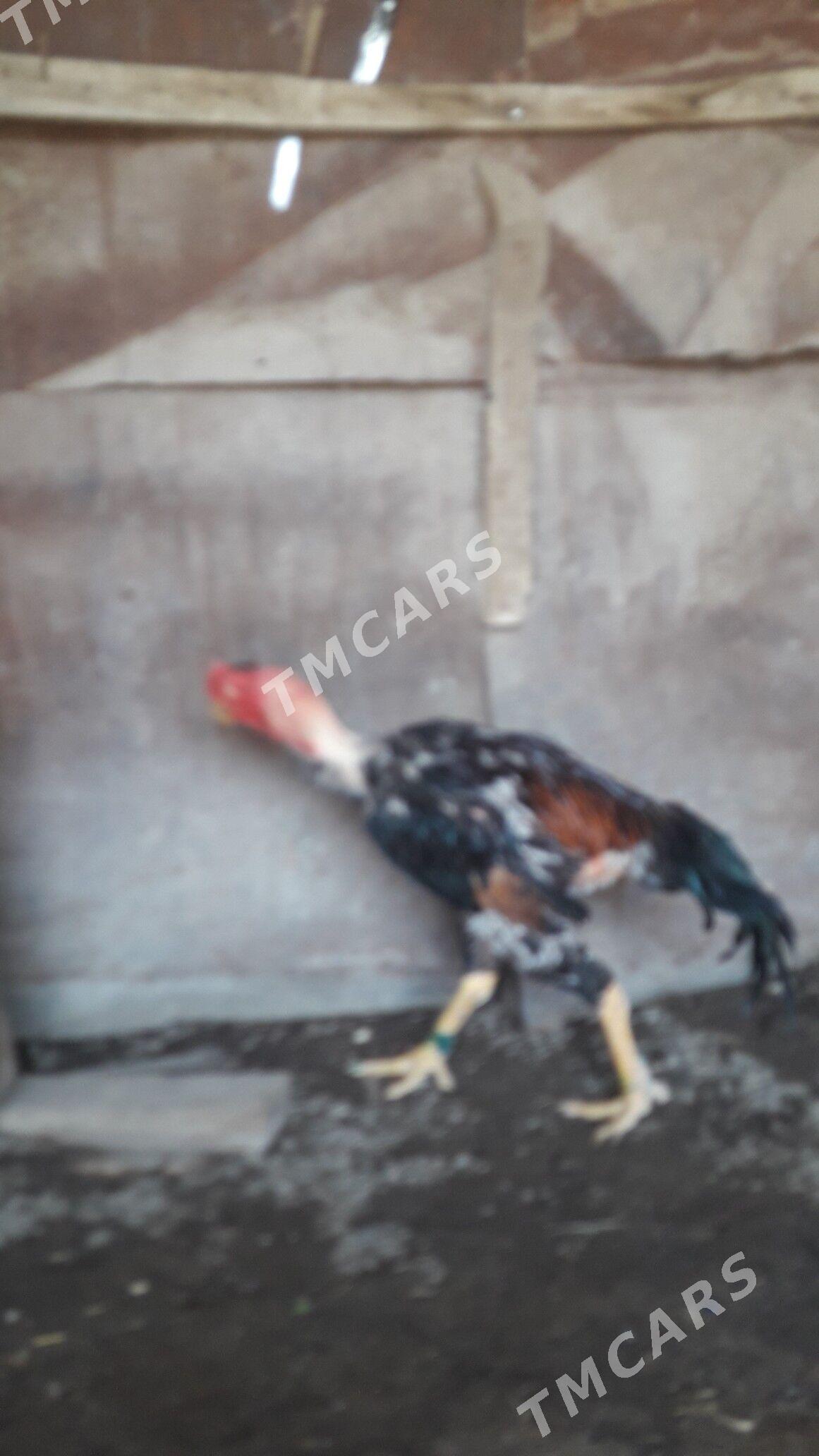 horaz - Çärjew - img 2