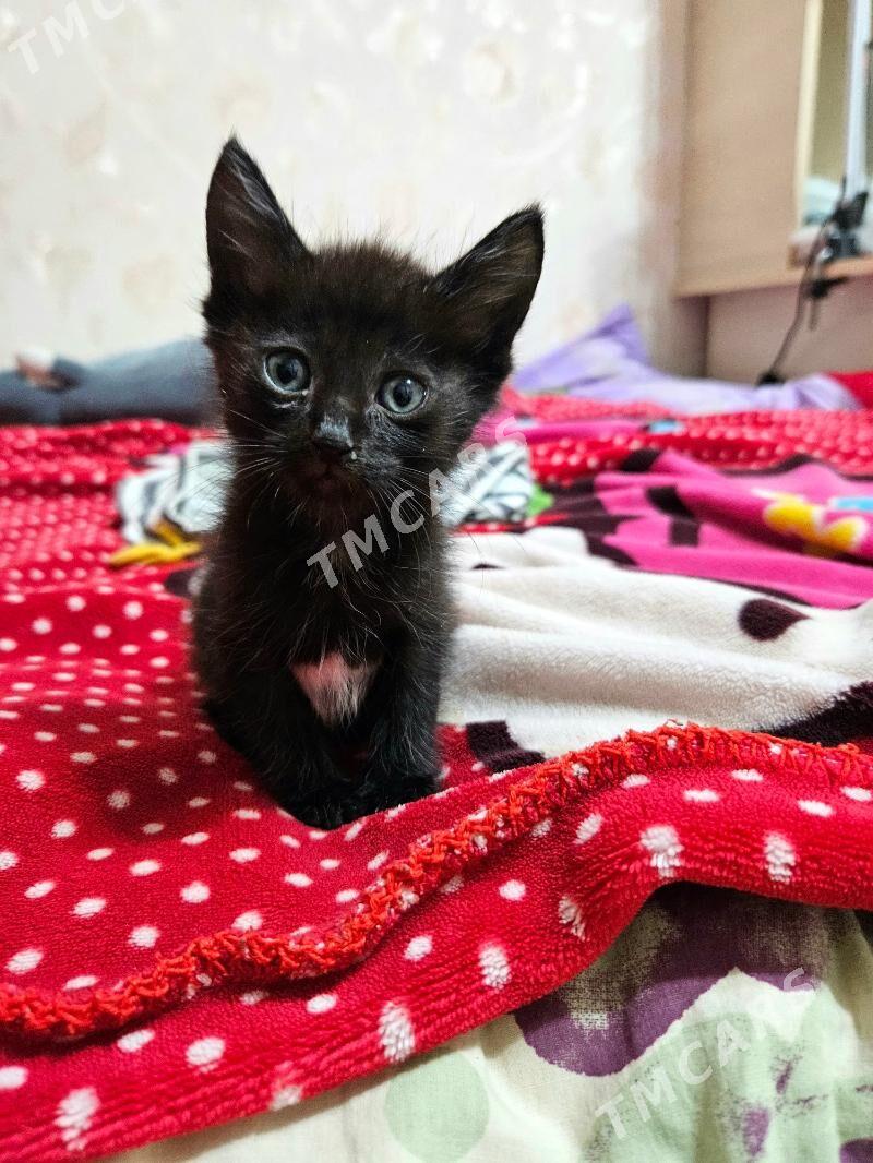 Котенок Только в добрые руки! - Ашхабад - img 2