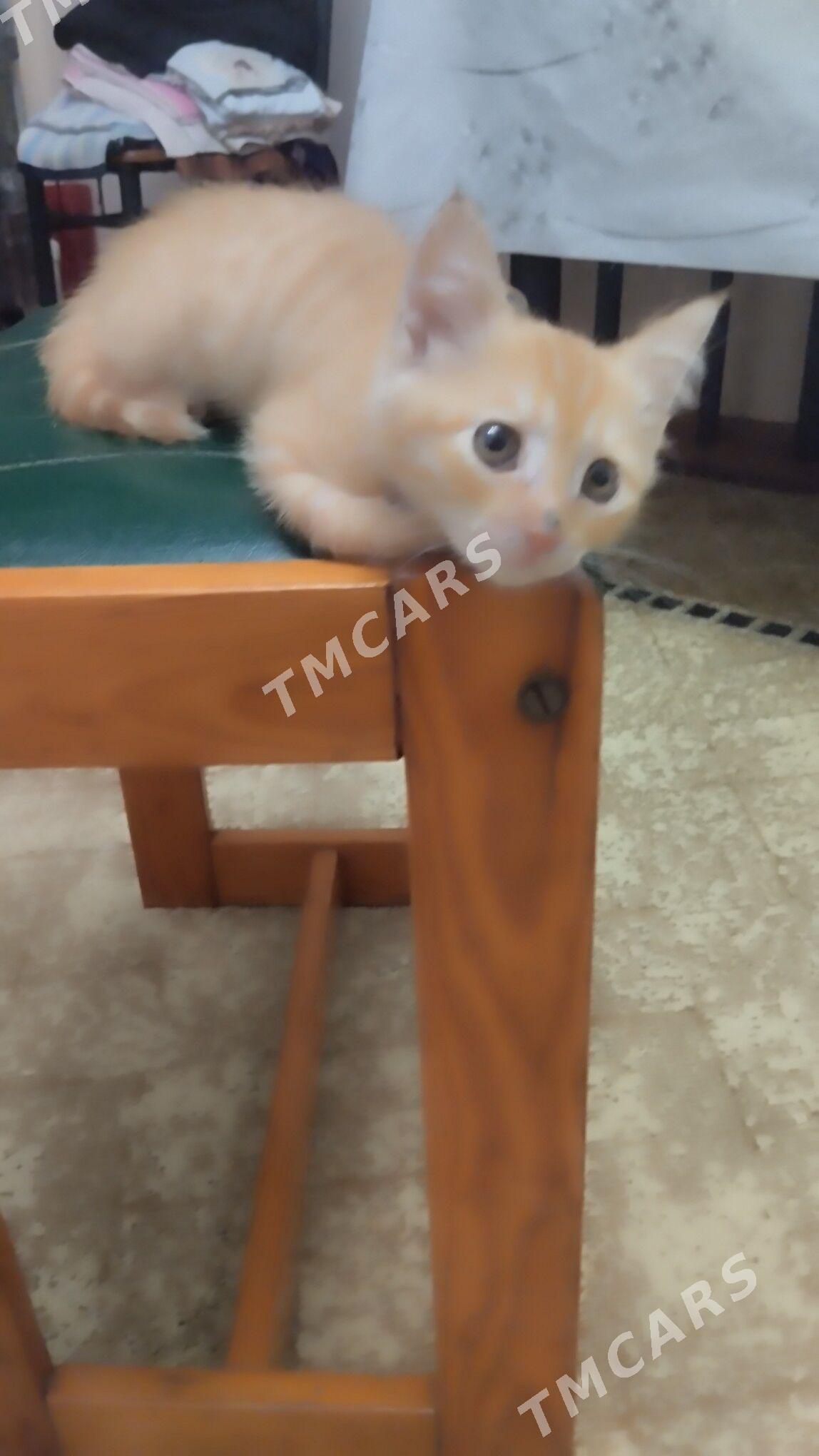домашние животные - Туркменабат - img 2