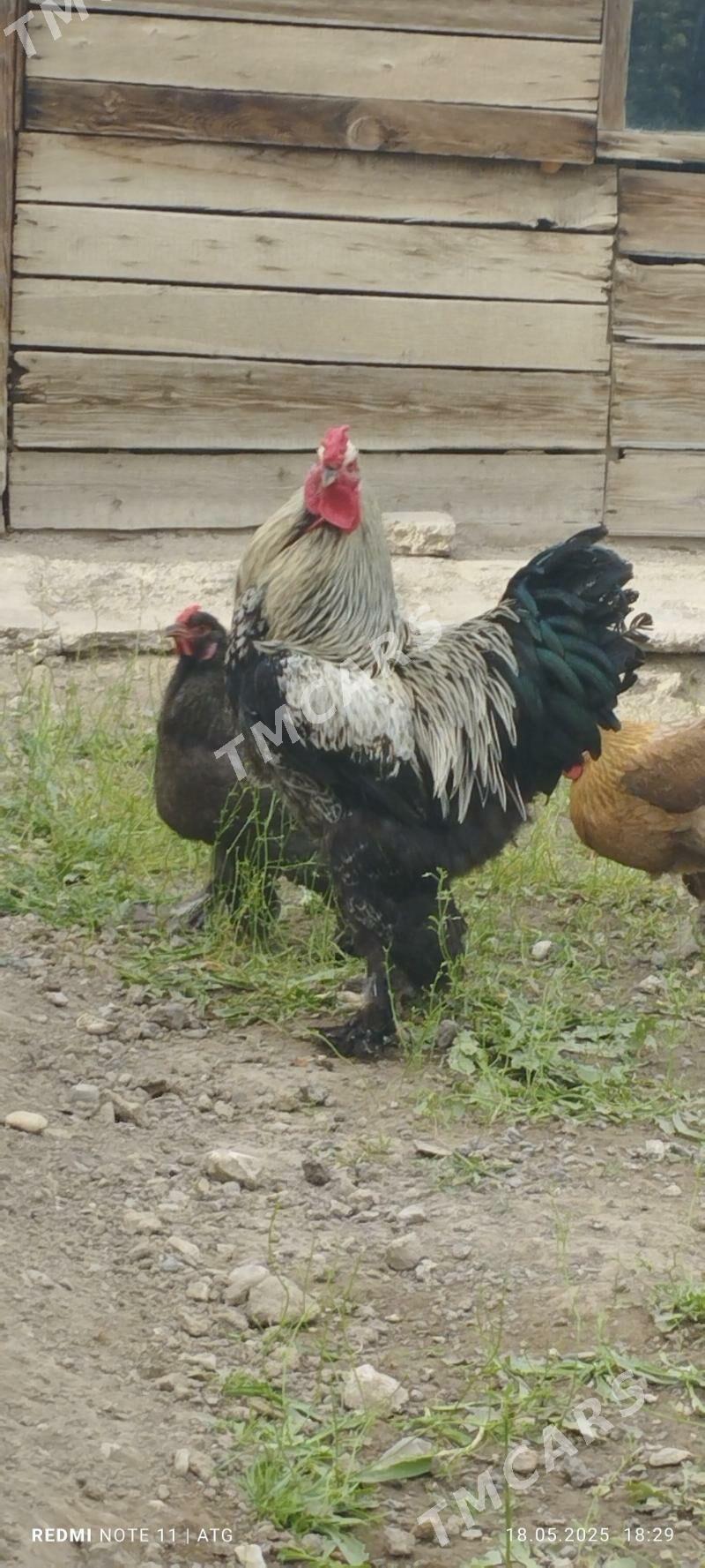 Brama Horaz - Gyzylarbat - img 2