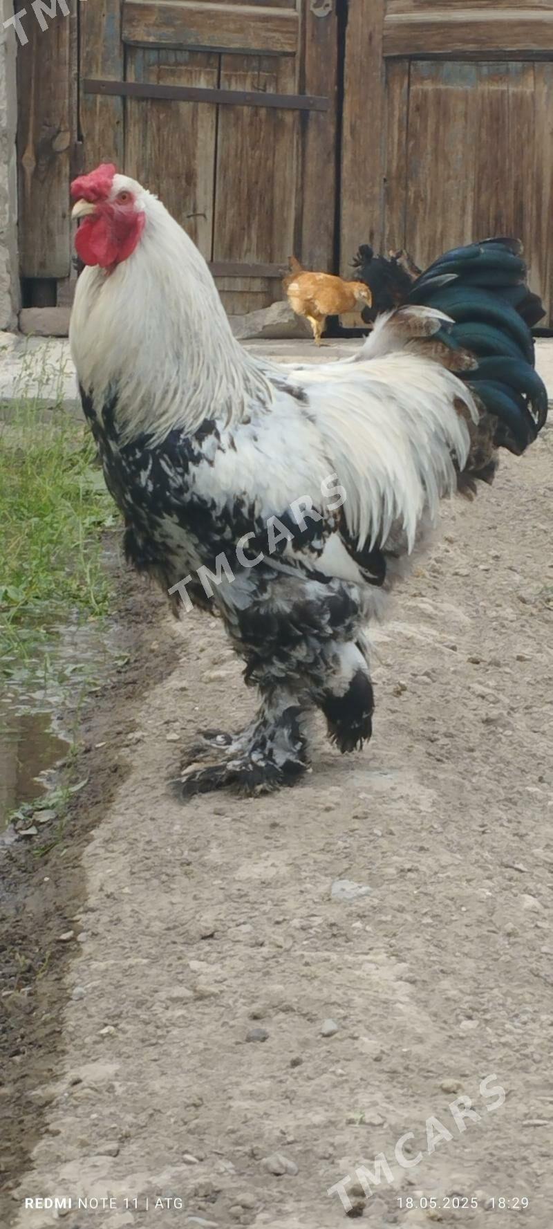 Brama Horaz - Gyzylarbat - img 1