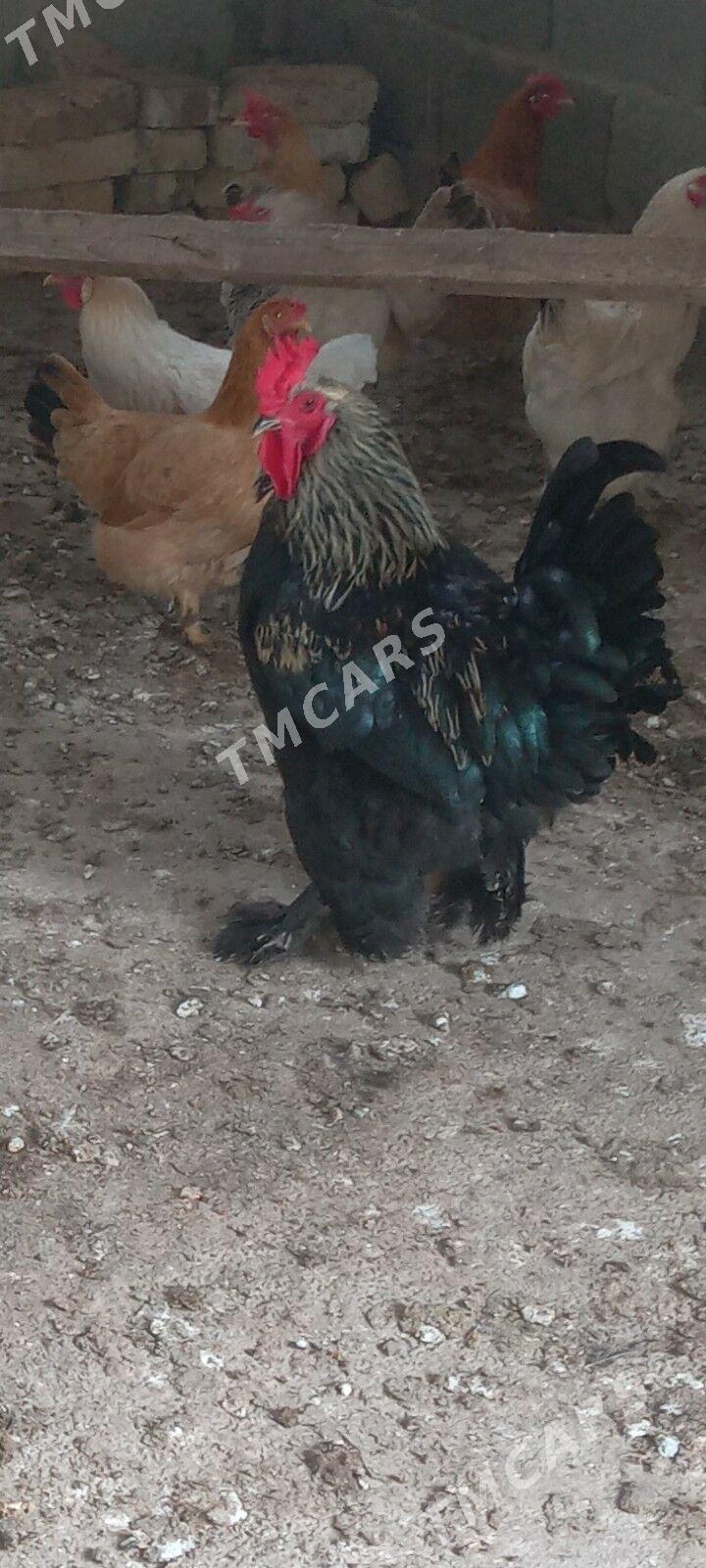 balgar horaz - Ýaşlyk - img 2