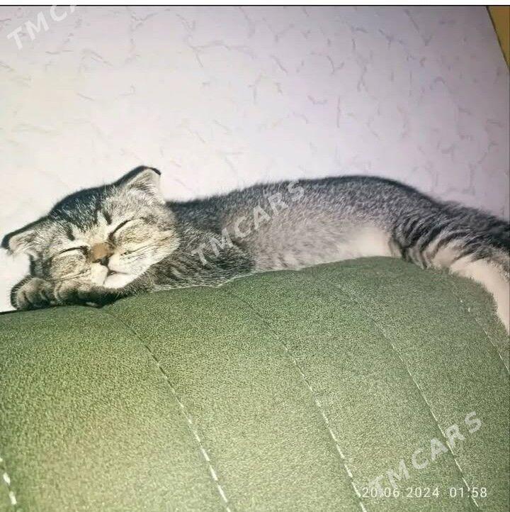 pishik - Türkmenabat - img 2