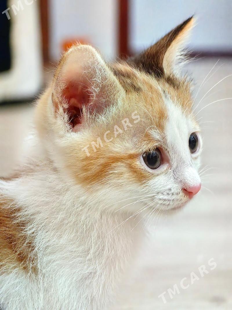 Котенок девочка в добрые руки - Ашхабад - img 2