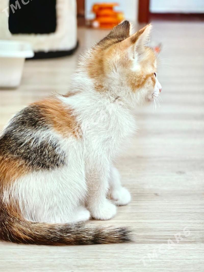 Котенок девочка в добрые руки - Ашхабад - img 3