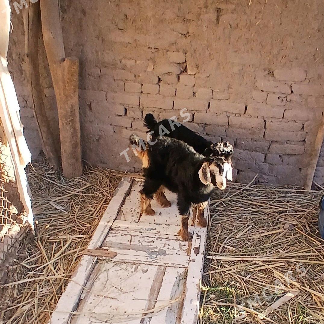 Guzy - Köneürgenç - img 2