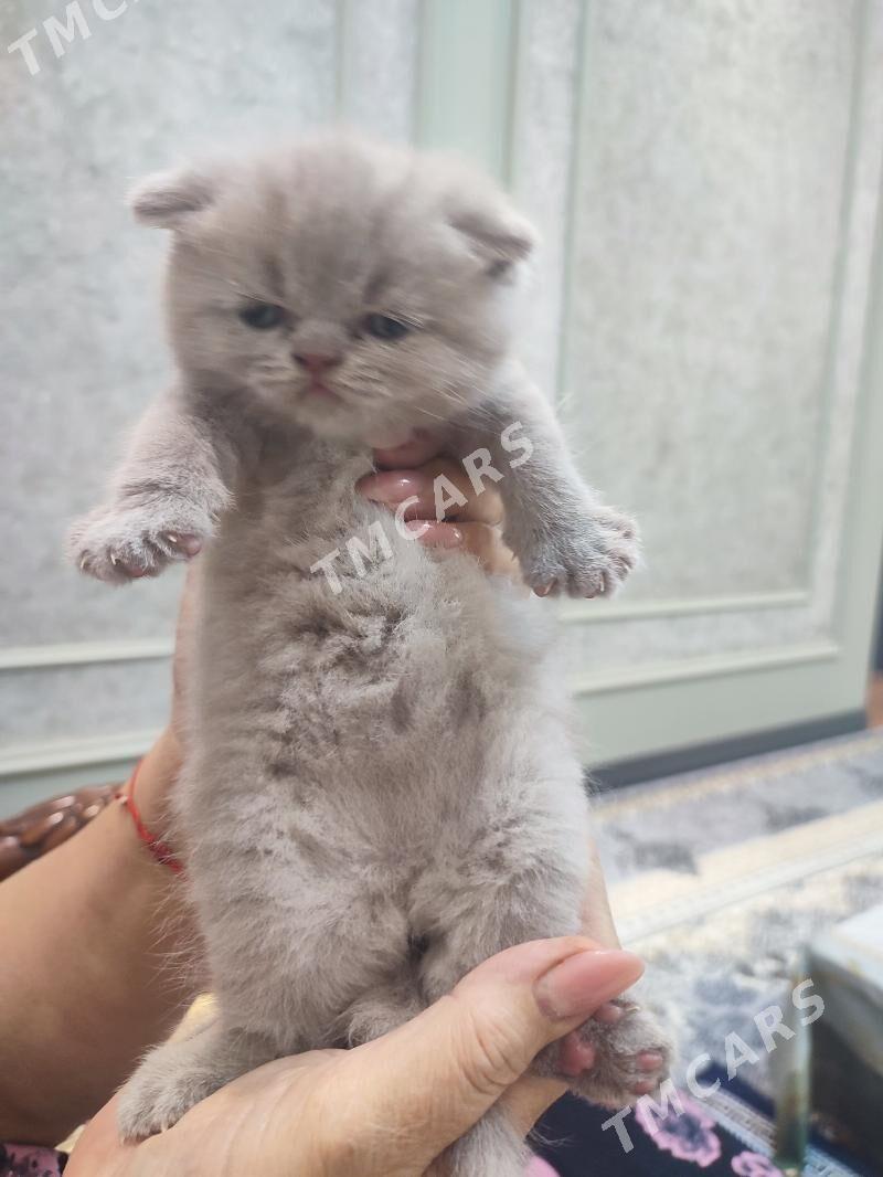 шотландские котята - Ашхабад - img 3