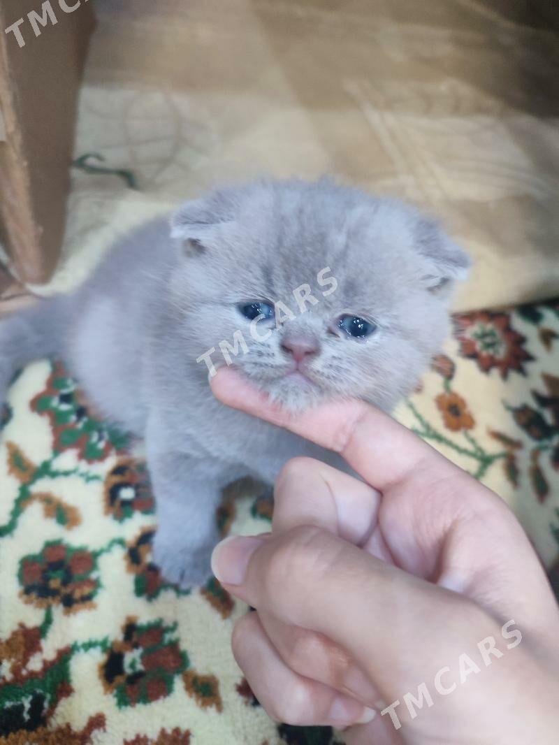 шотландские котята - Ашхабад - img 2