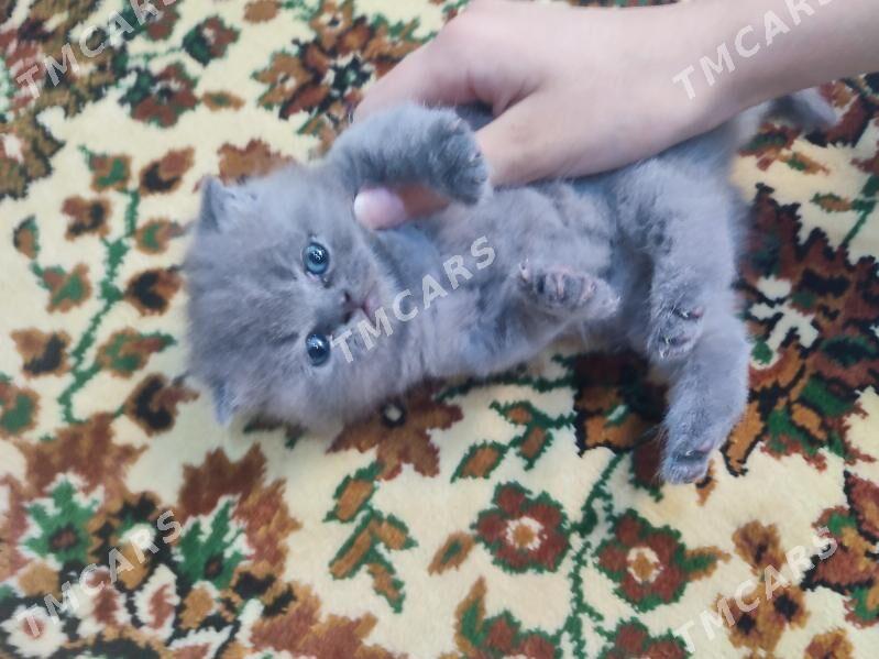 шотландские котята - Ашхабад - img 4
