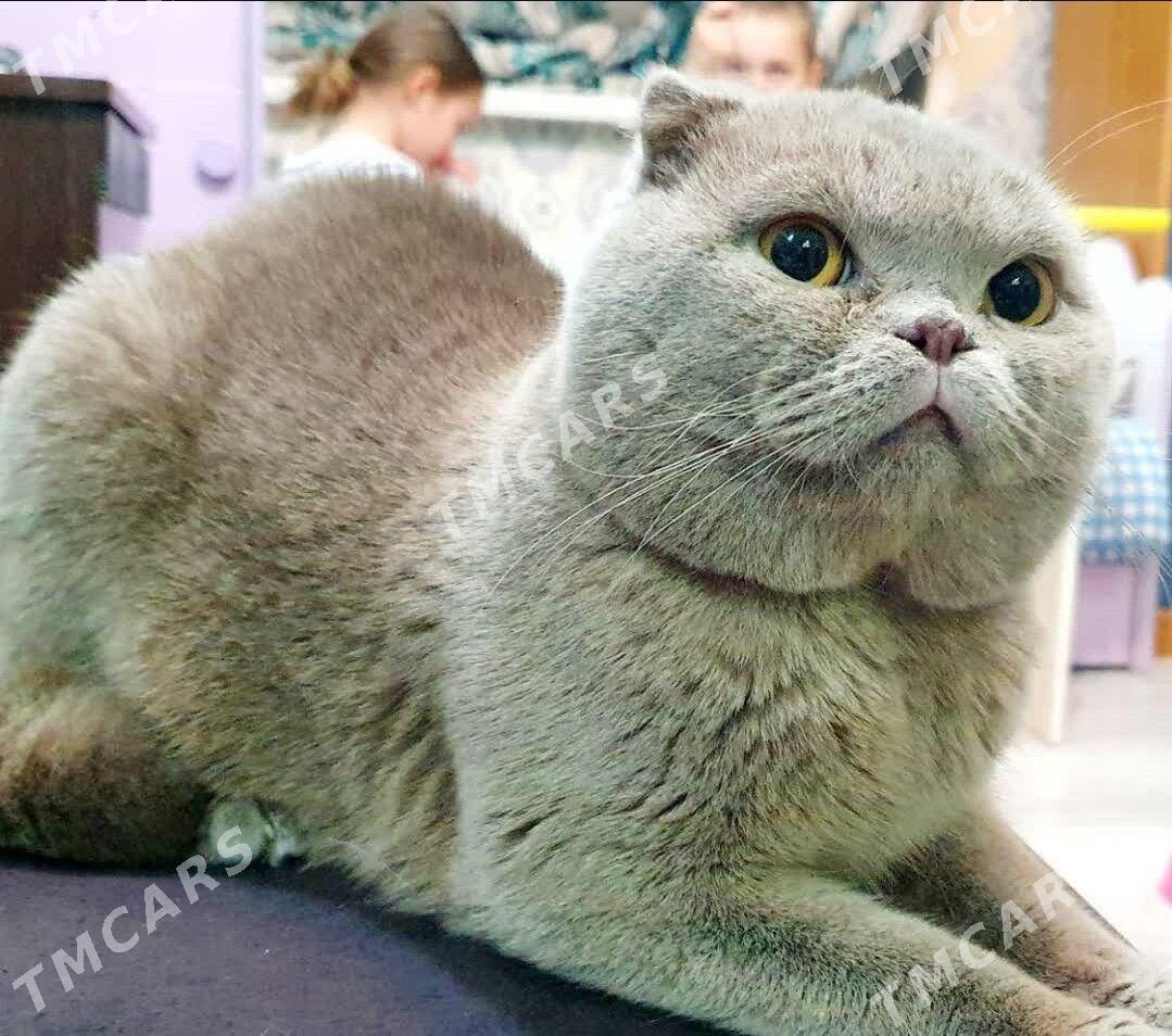Французско-шотландский КОТ В - Ашхабад - img 3