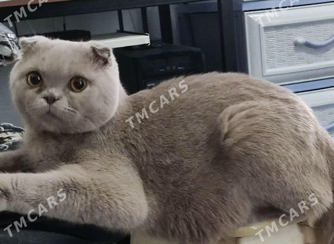 Французско-шотландский КОТ В - Ашхабад - img 4