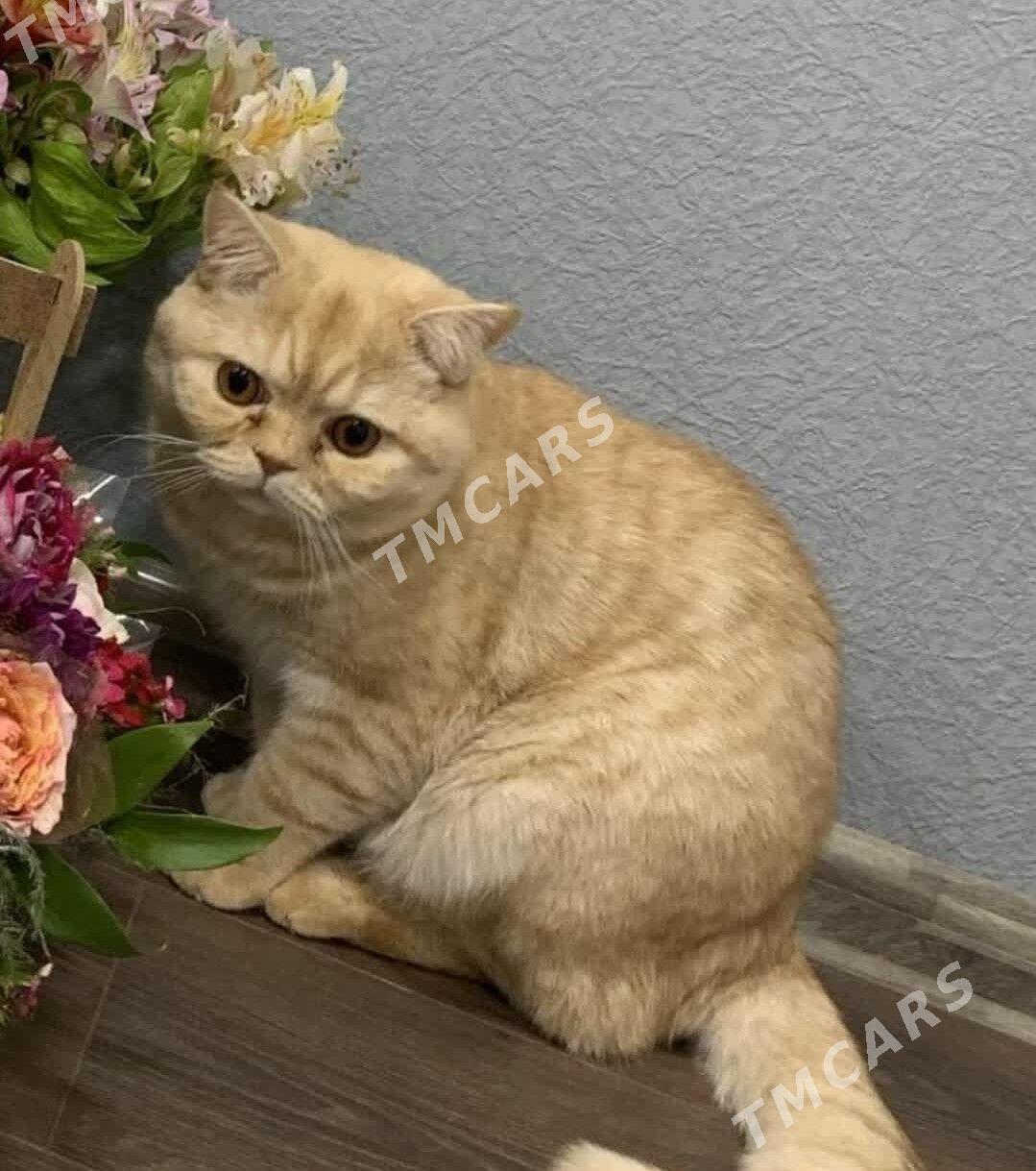 Французско-шотландский КОТ В - Ашхабад - img 6