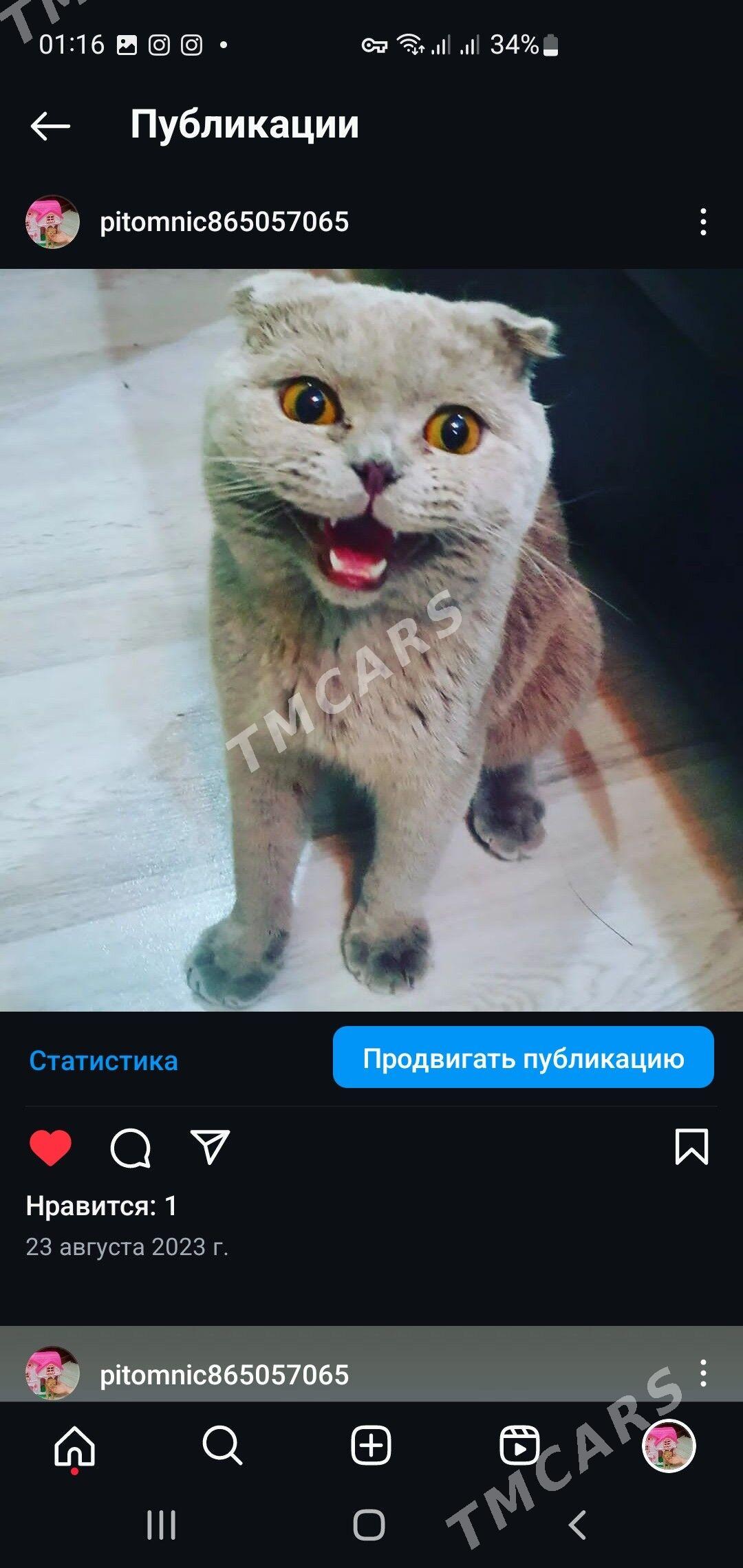 Французско-шотландский КОТ В - Ашхабад - img 9
