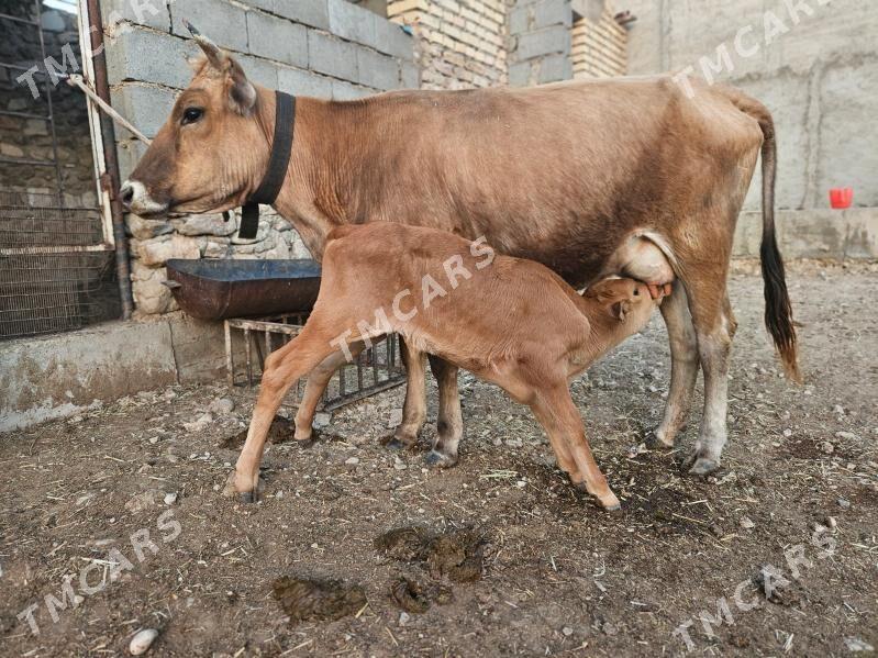göleli sygyr - Balkanabat - img 2