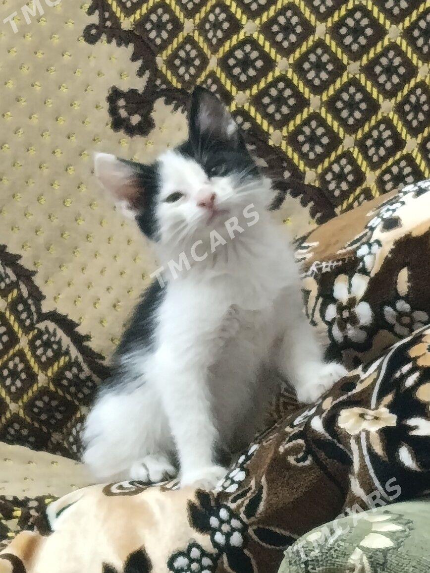 котенок - Мары - img 2