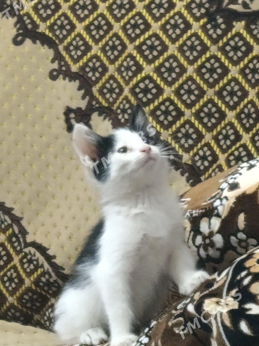 котенок - Мары - img 3