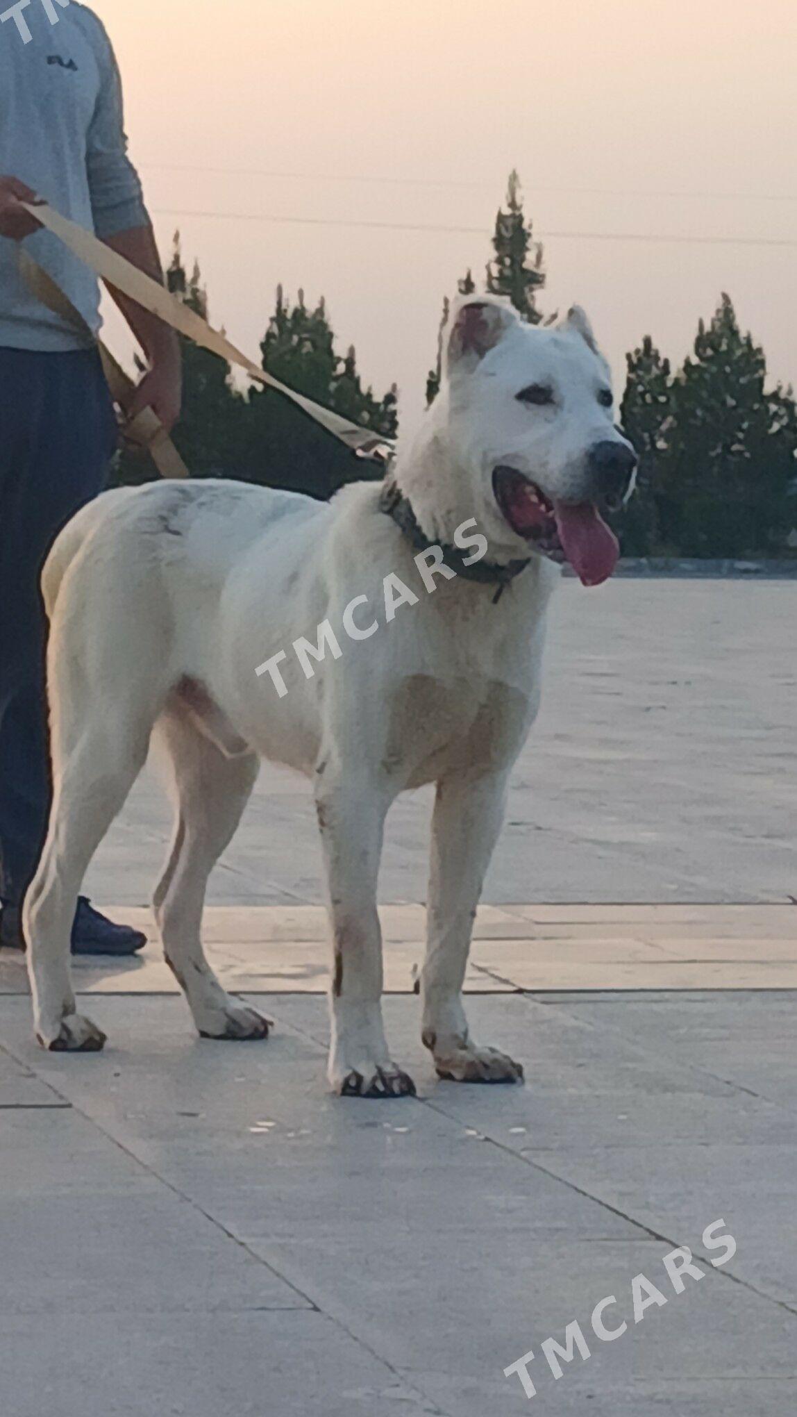 Türkmen it - Мары - img 3