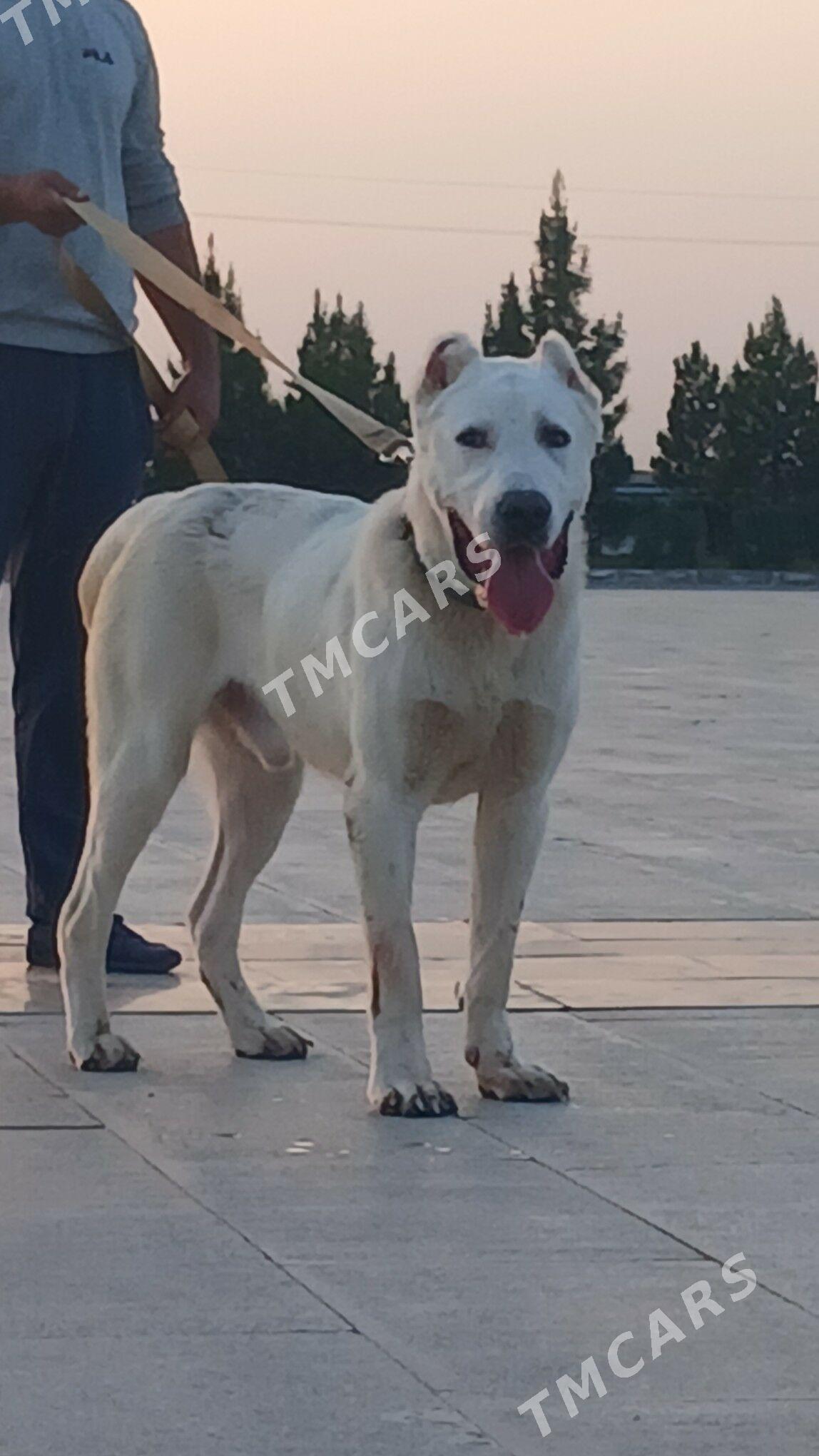 Türkmen it - Мары - img 2