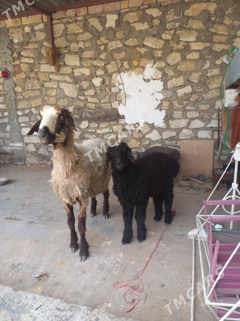 Guzyly goyyun - Balkanabat - img 2