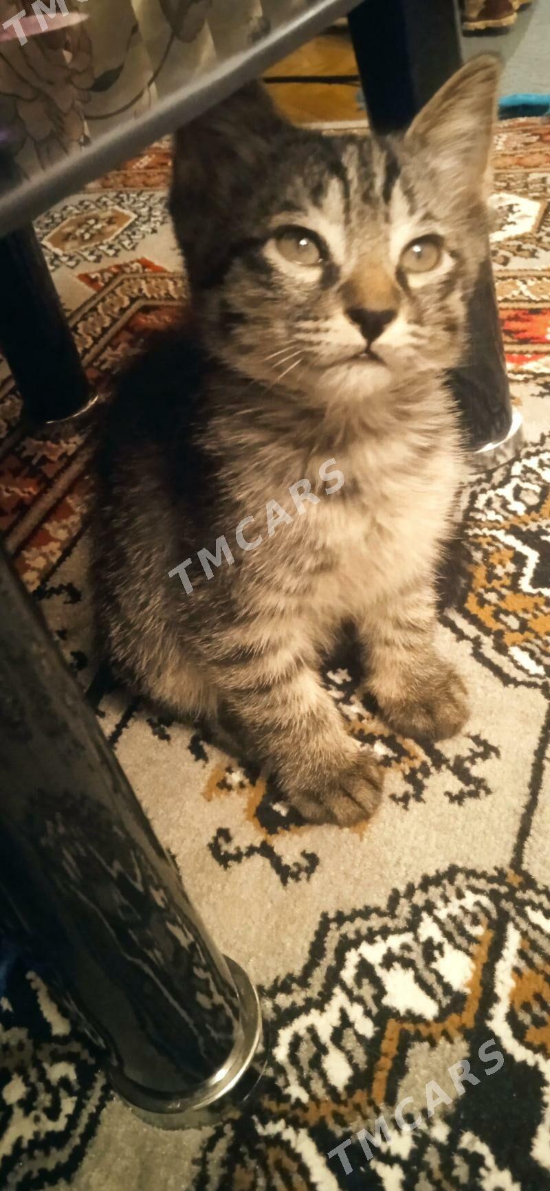 Pişik-Kotyata - Mary - img 3