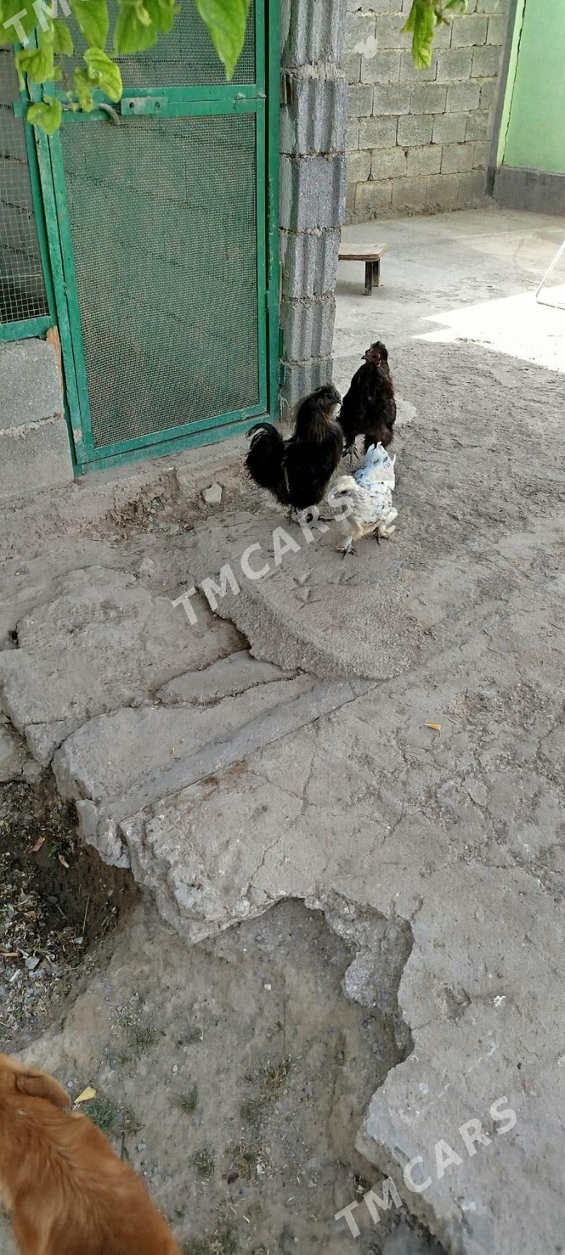 Karlik - Aşgabat - img 3