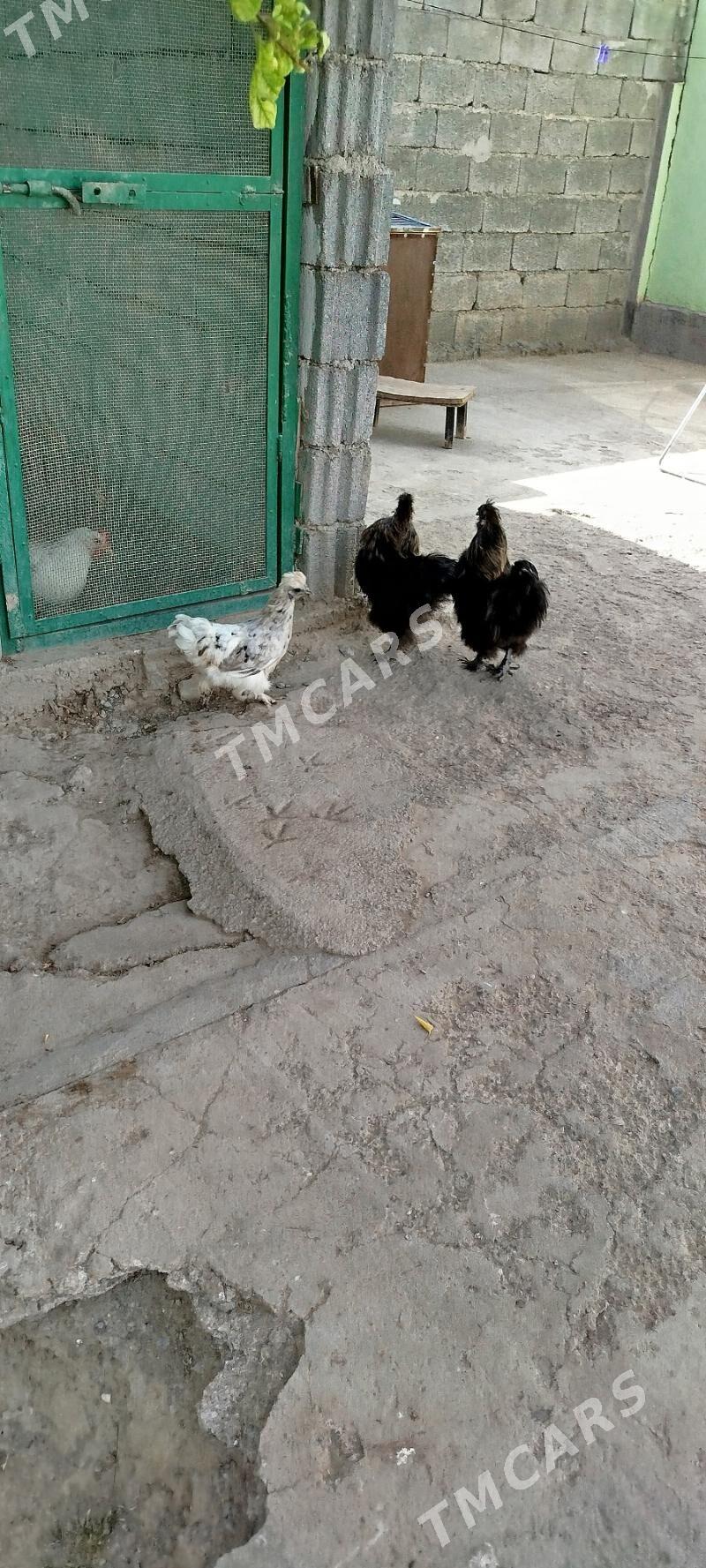 Karlik - Aşgabat - img 2