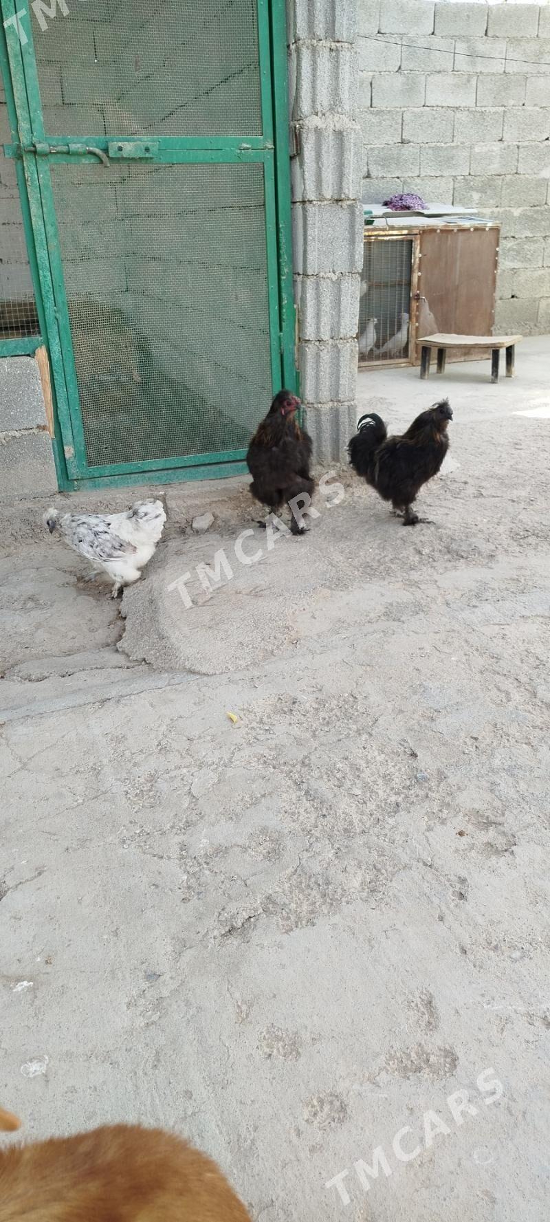 Karlik - Aşgabat - img 5