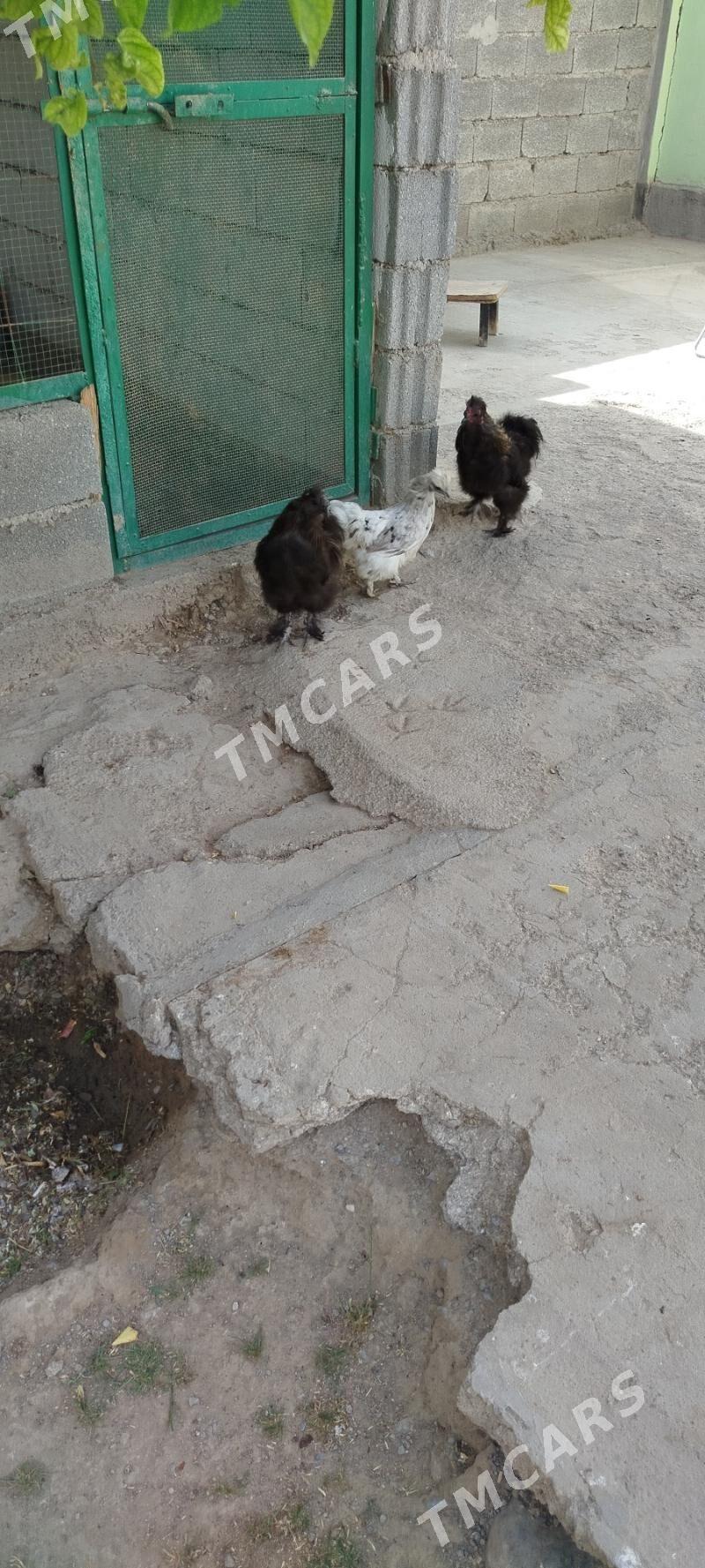 Karlik - Aşgabat - img 4