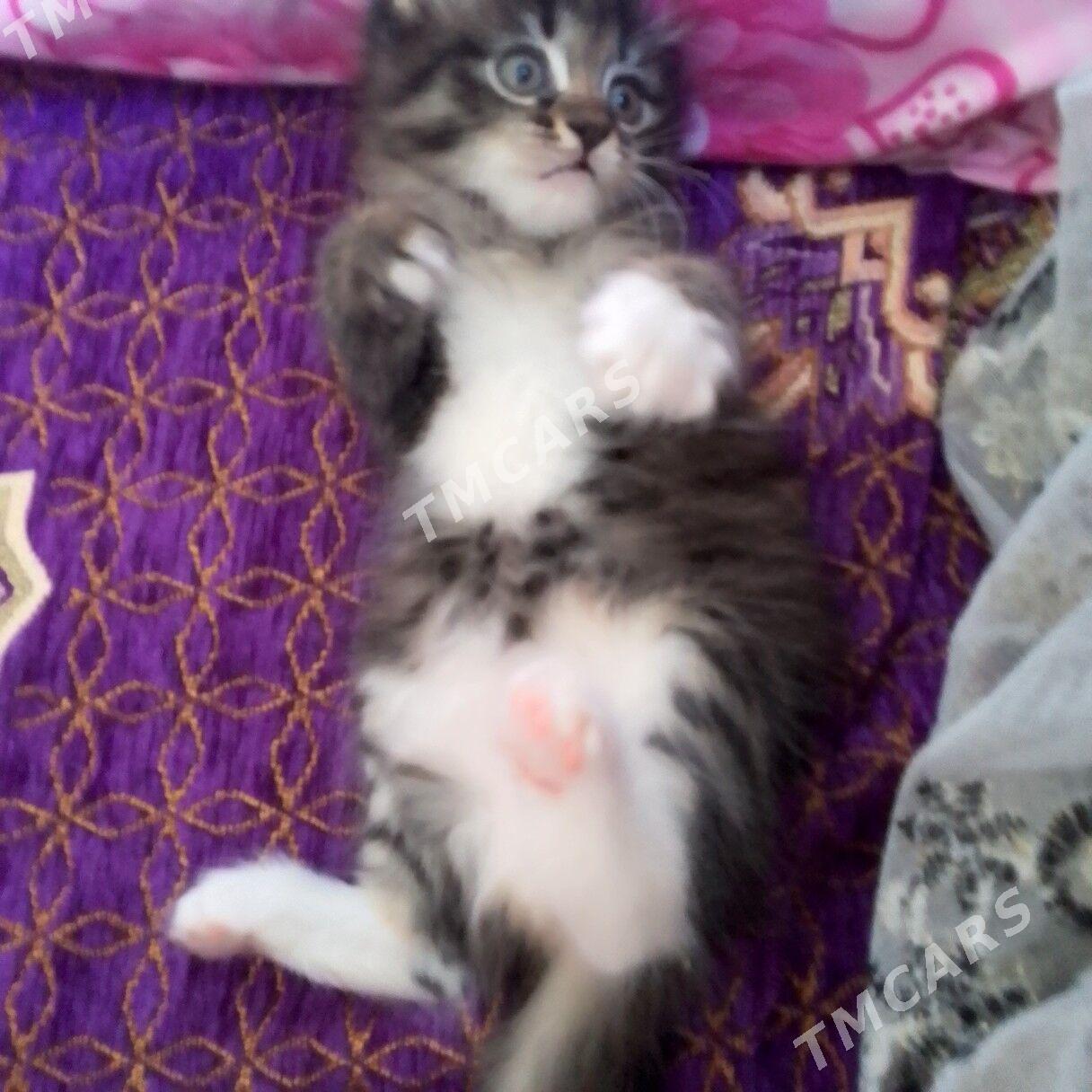 котёнок а там хорошие руки - Türkmenabat - img 6