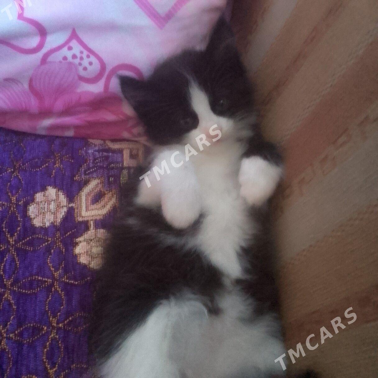 котёнок а там хорошие руки - Türkmenabat - img 3