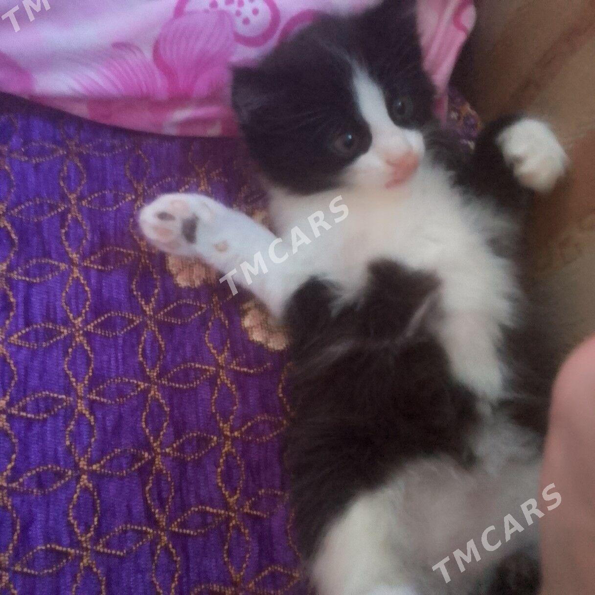 котёнок а там хорошие руки - Türkmenabat - img 5