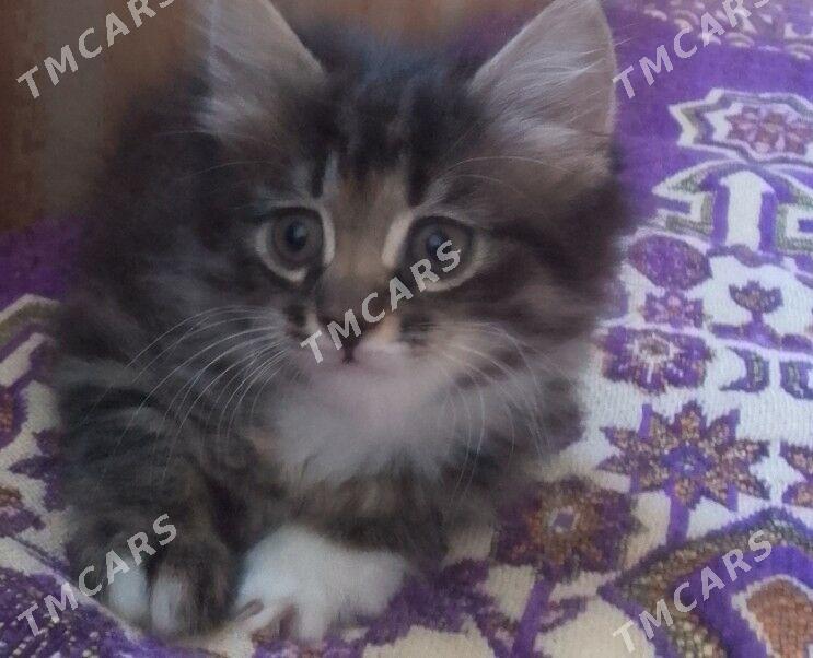 котёнок а там хорошие руки - Türkmenabat - img 4