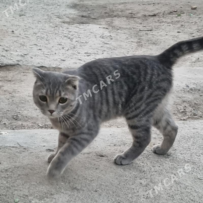 шотланцкий  вислауха порода - Türkmenabat - img 2