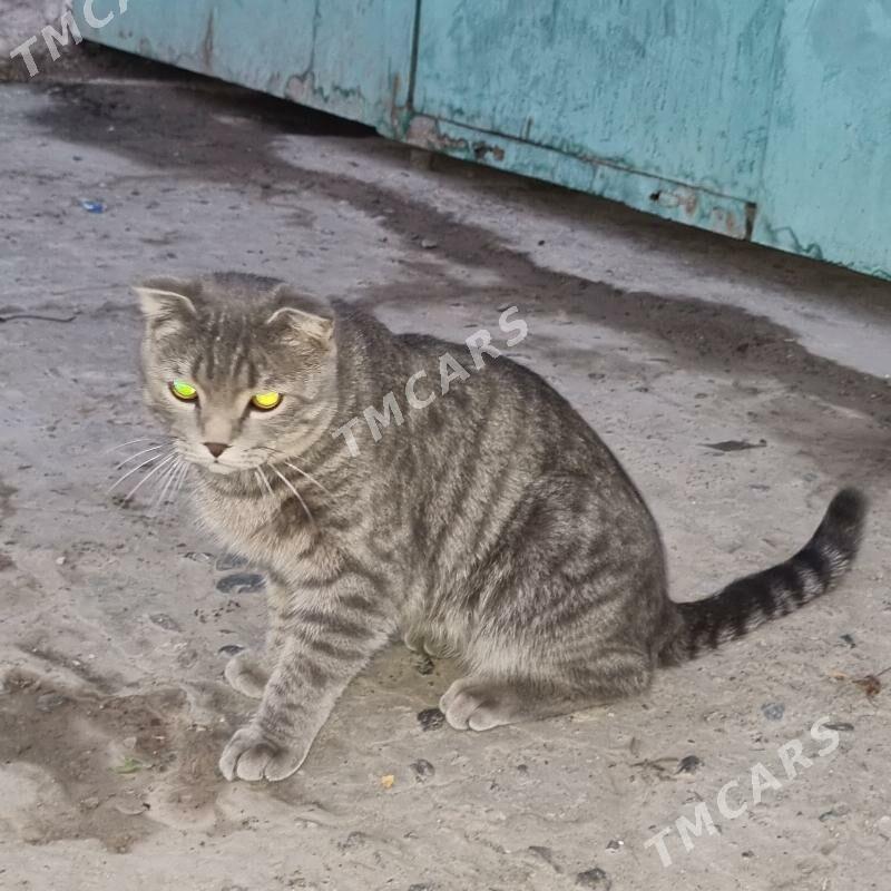 шотланцкий  вислауха порода - Türkmenabat - img 1