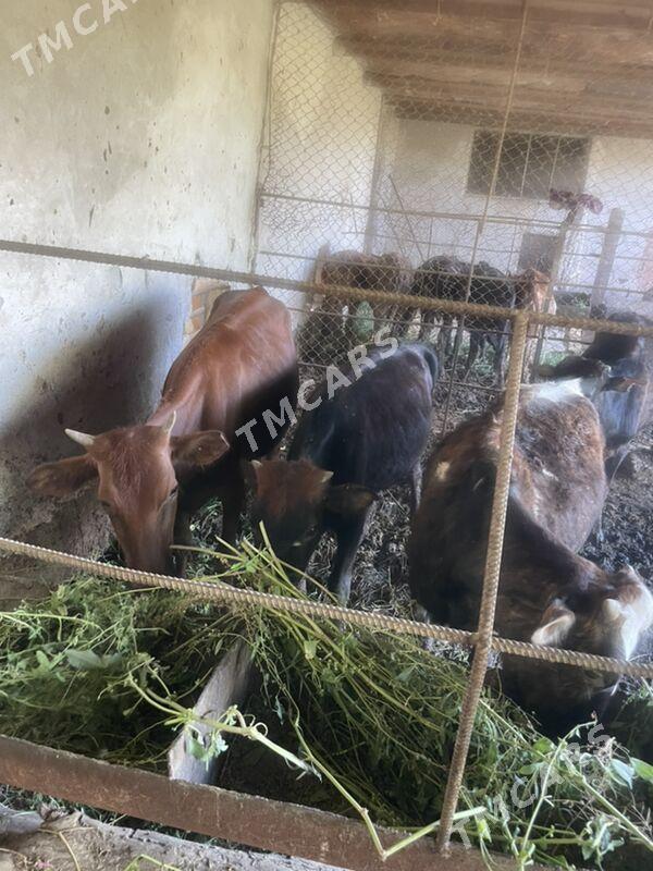 окузче унаджынлар - Çärjew - img 3