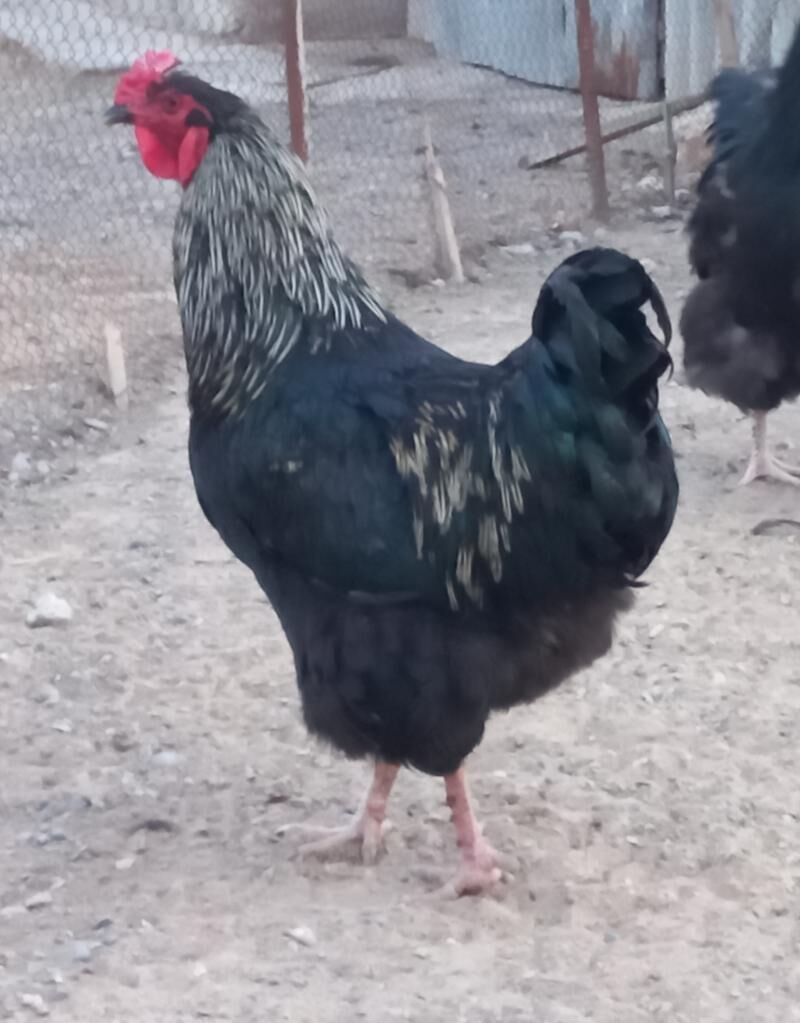 ÝUMURTGA GIGANT HORAZ GIGANT - Анев - img 2