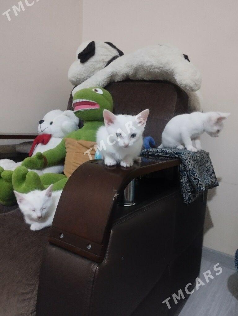 Котята - 11 mkr - img 3