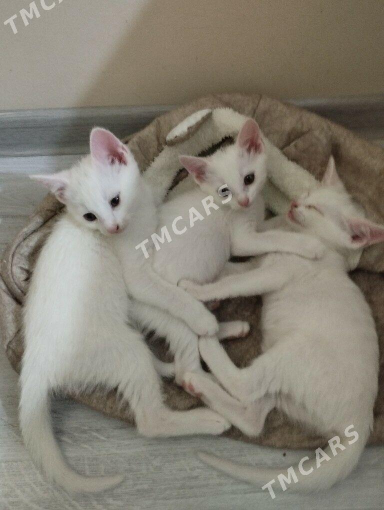 Котята - 11 mkr - img 2