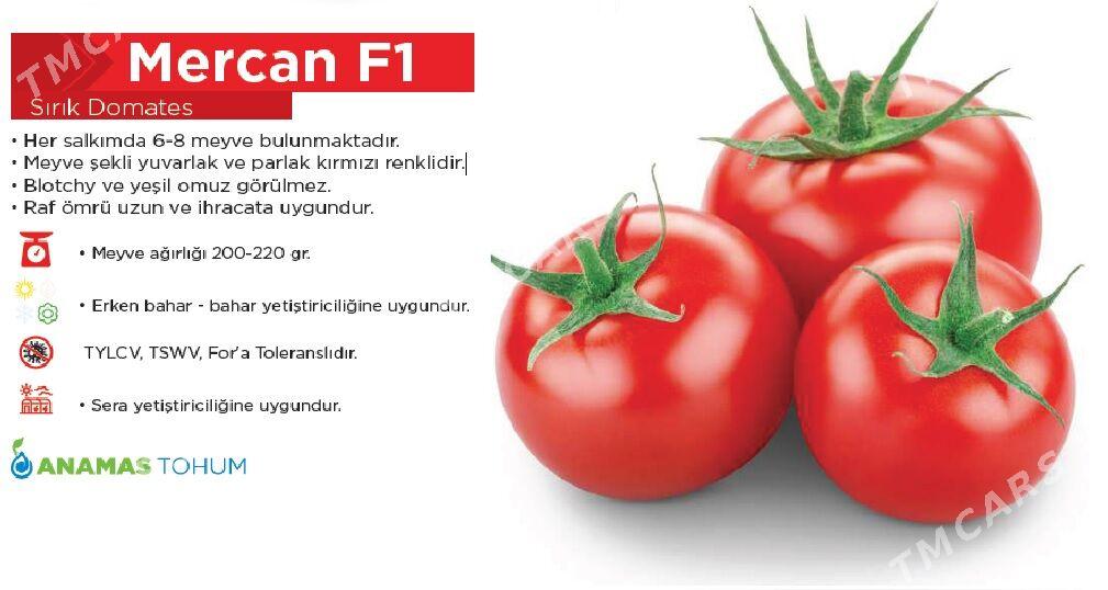 Mercan F1 - Aşgabat - img 2