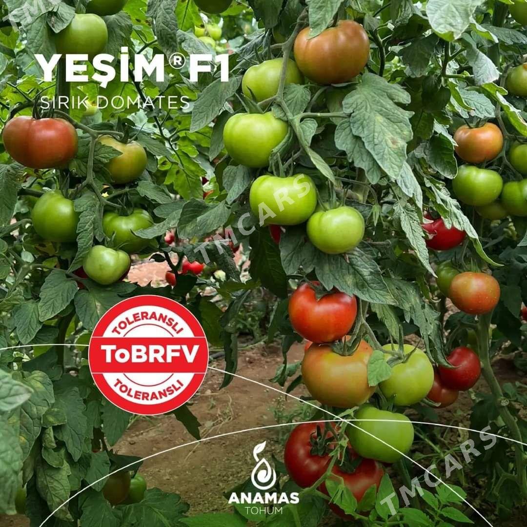 Yeşim F1 - Ашхабад - img 3