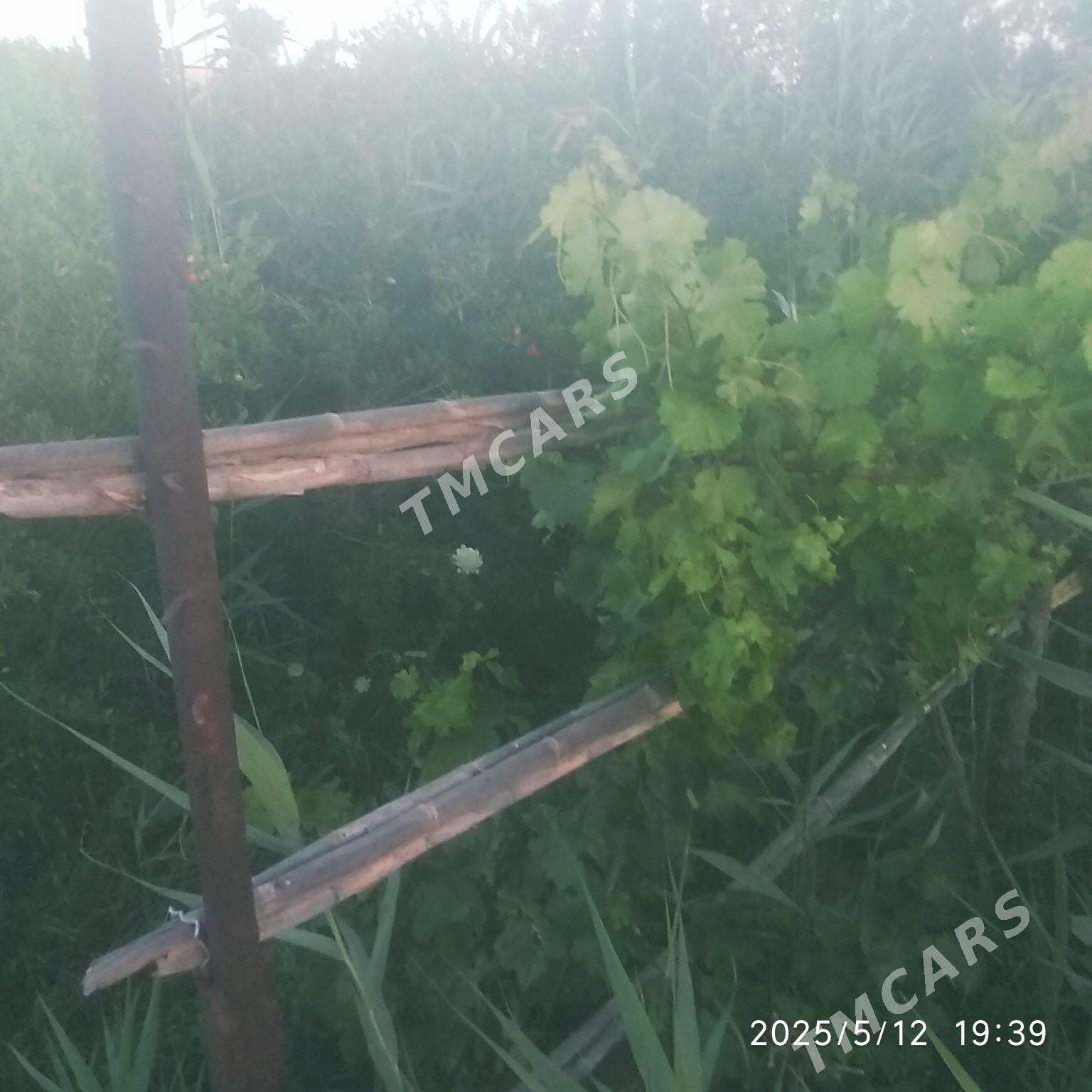 zaton daca затон дача - Türkmenabat - img 2