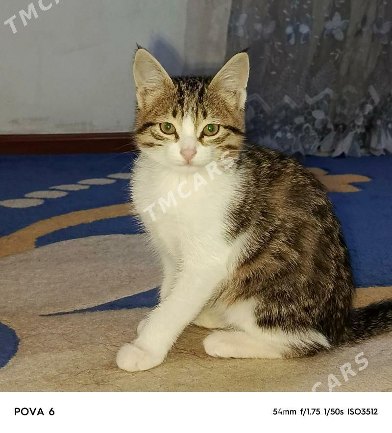 pişik - Гёкдже - img 2