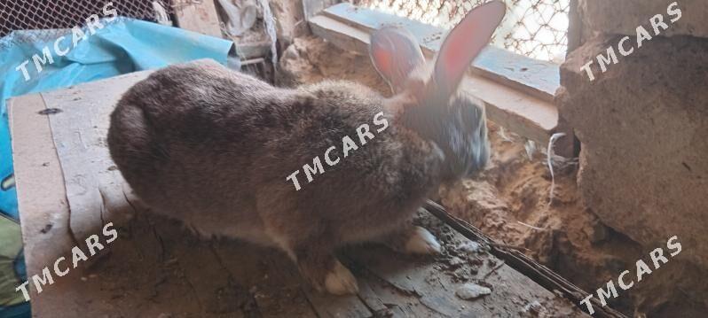 Towşan - Gyzylarbat - img 2
