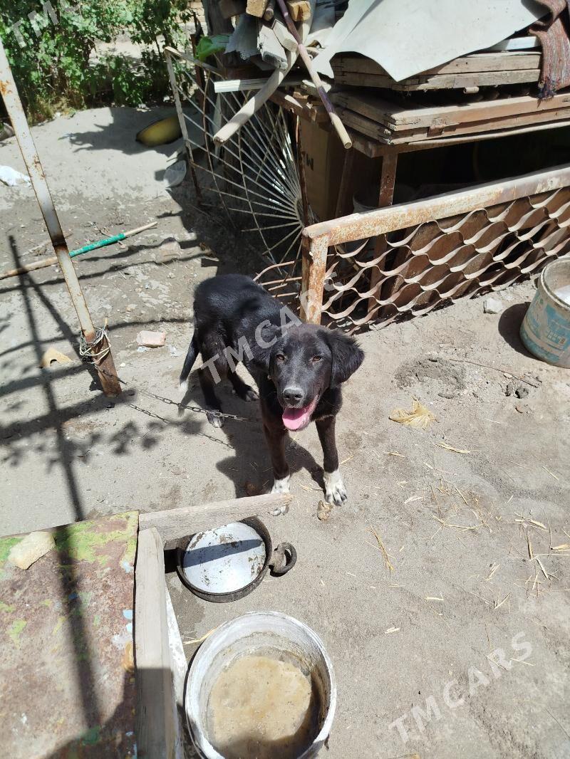 собака gujuk it - Türkmenabat - img 1