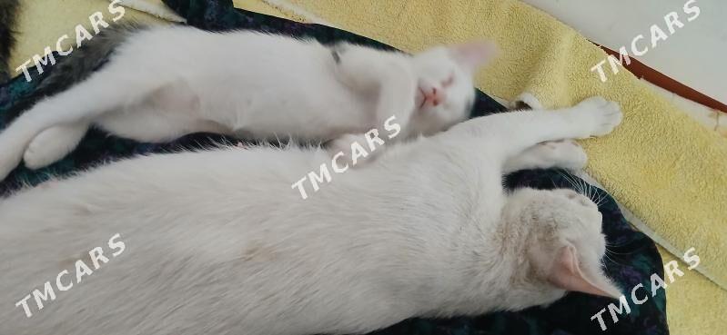 Котята - Мары - img 4