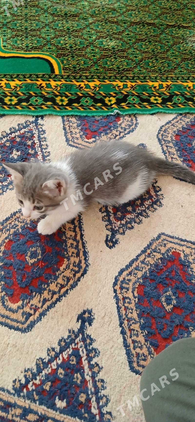 Котята - Мары - img 5
