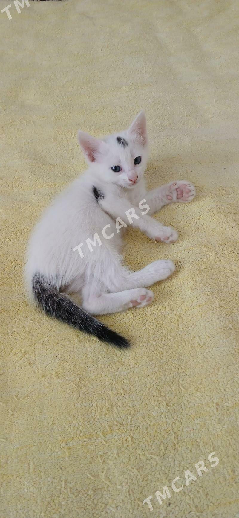 Котята - Мары - img 6