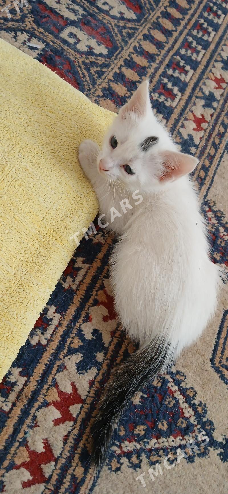 Котята - Мары - img 7
