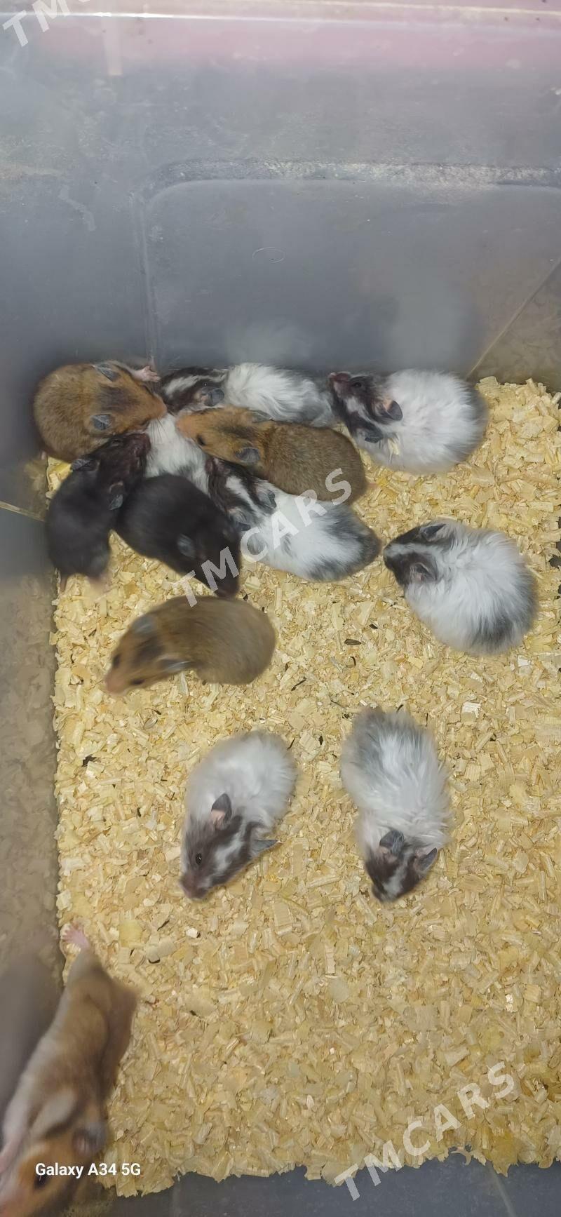 hamyak - Türkmenbaşy - img 2